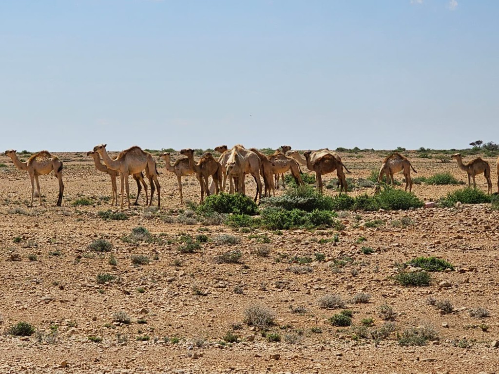 Camel herd in the Somali countryside